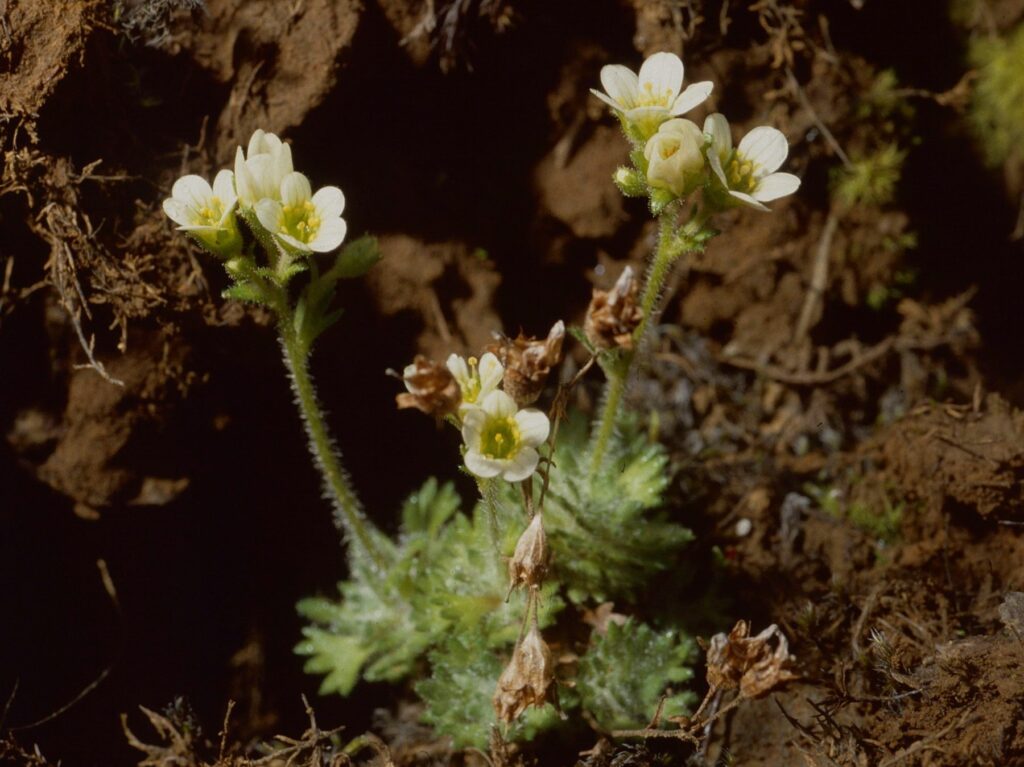 Tufted saxifrage plant