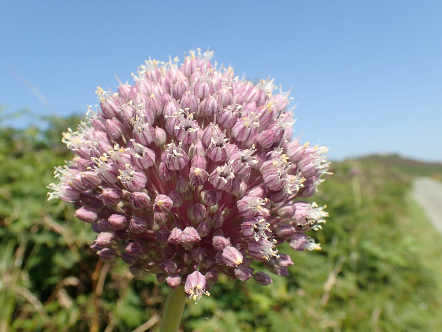 3 Mobile Apps to Identify Wildflowers on Your Phone Plantlife