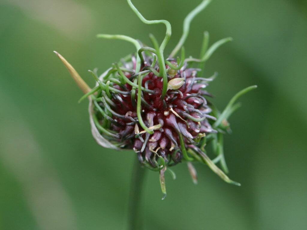 Wild Leek