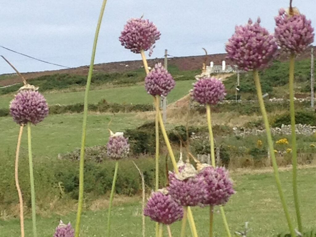 Wild Leek on Angelsey