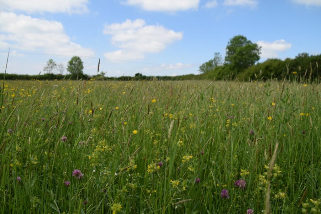 The meadows in full bloom