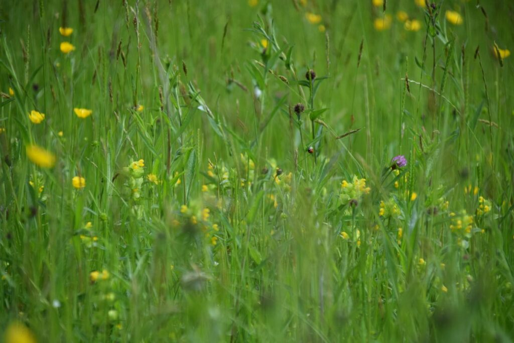 Wildflowers at Seaton Meadows