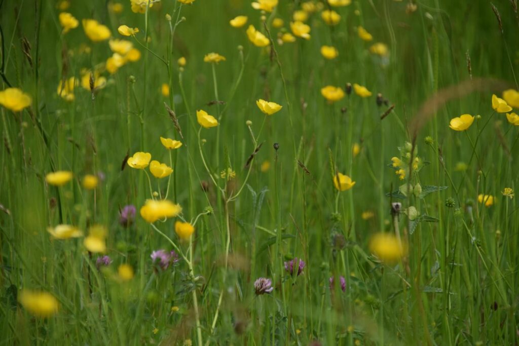 A close up look at some of the wildflowers