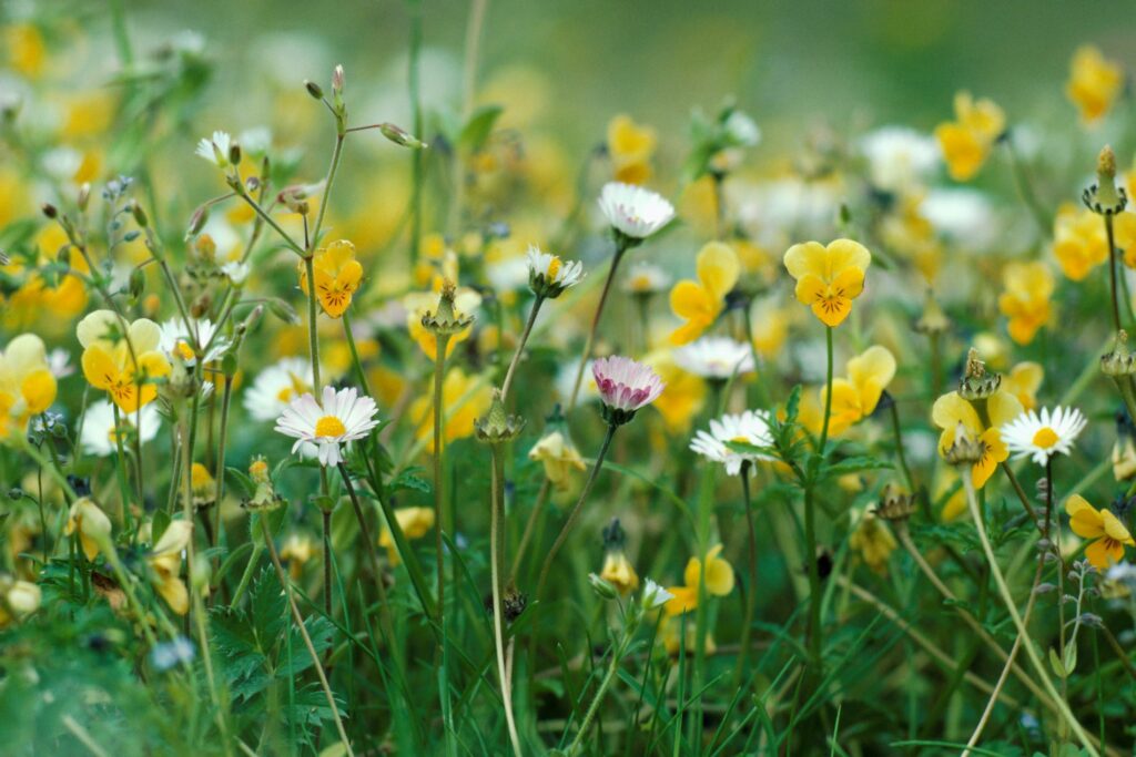 Machair grassland