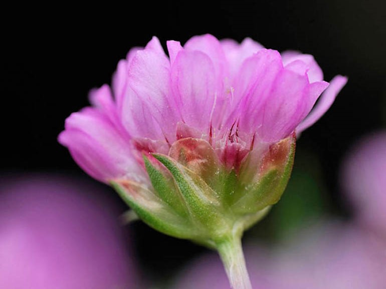 Close up shot of Thrift