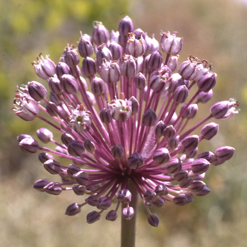A wild leek flower head