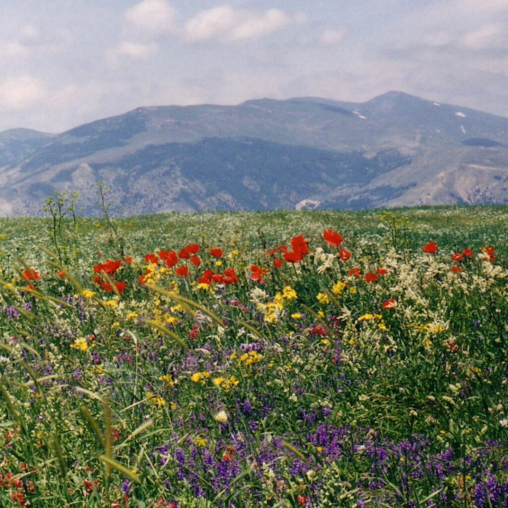 Mountain region in background with wildflower landscape in the foreground