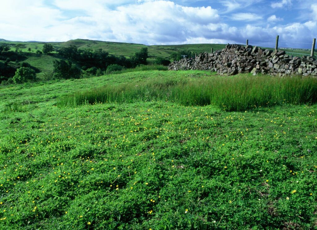 Augill pasture view