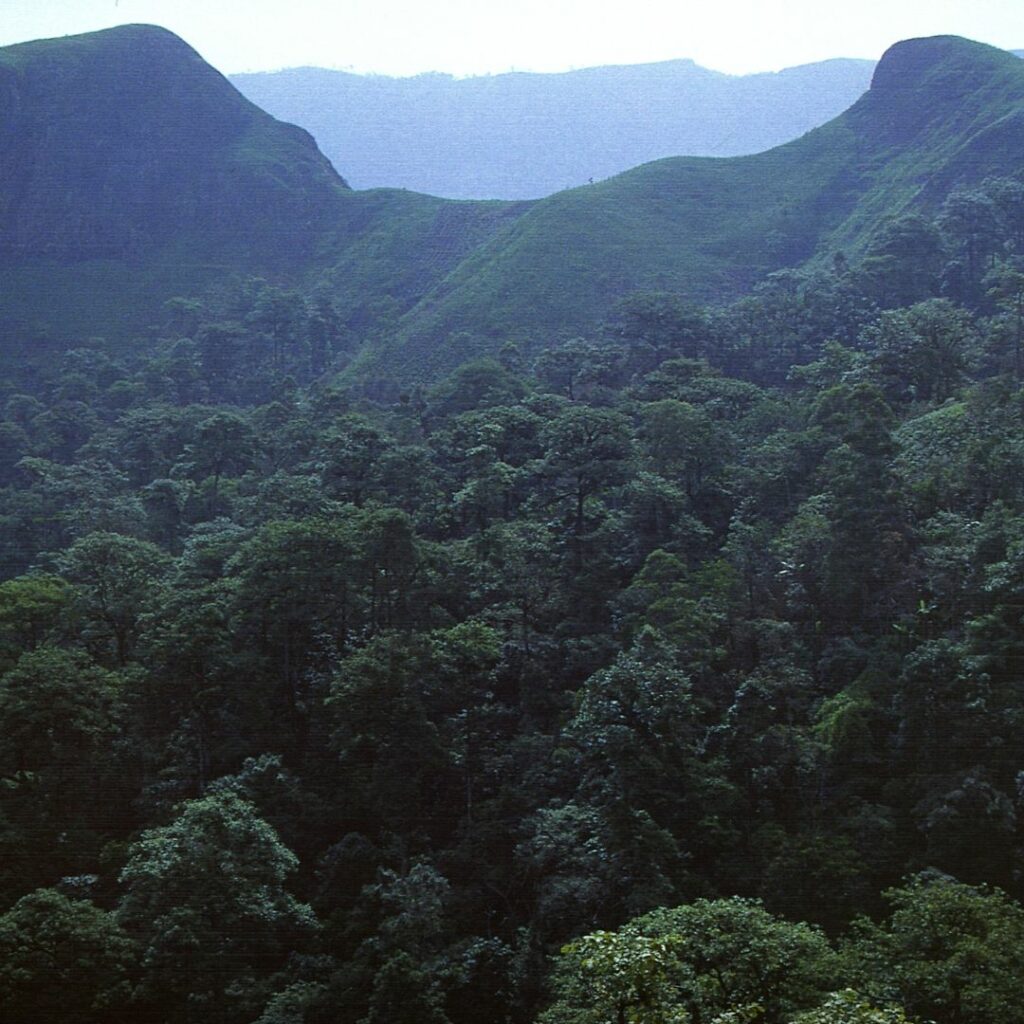 Dense forestry