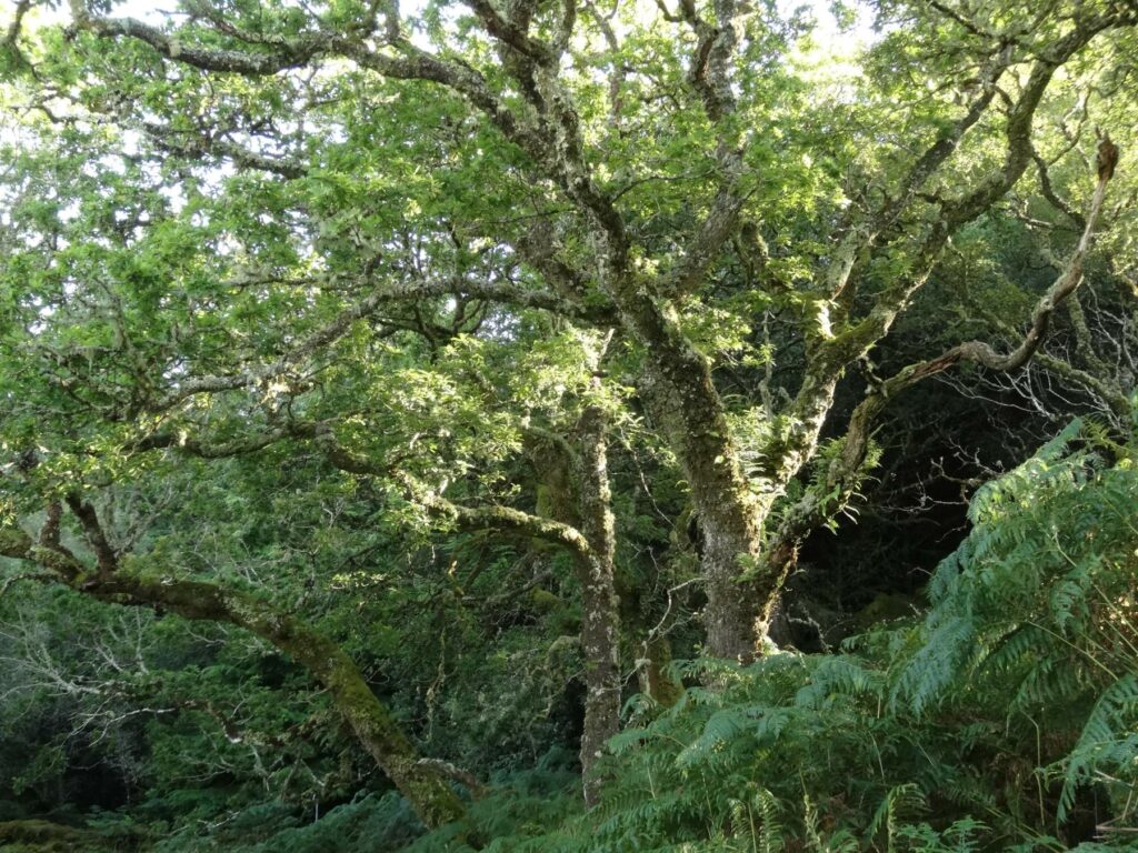 A green and wild temperate rainforest in Scotland