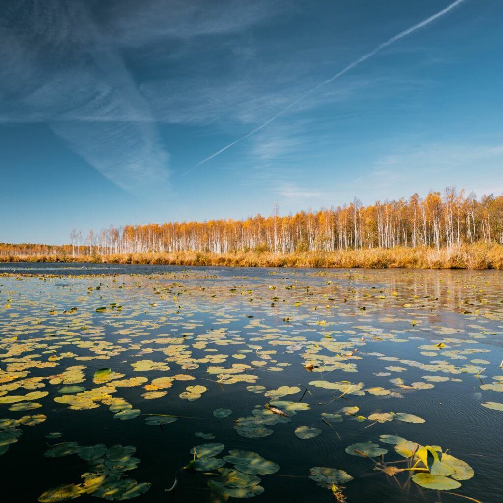Wetland with green lily pads. Forestry on the shore.