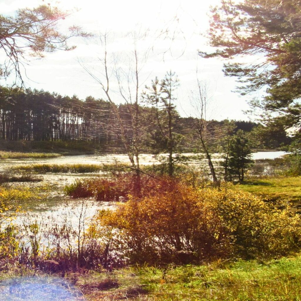 Forestry and wetland