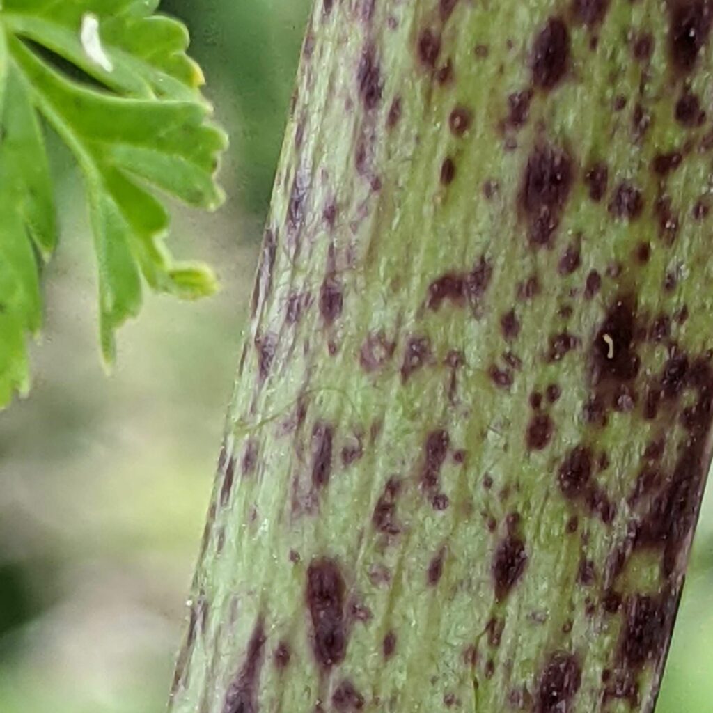 A close up of the blotched stem of the Hemlock