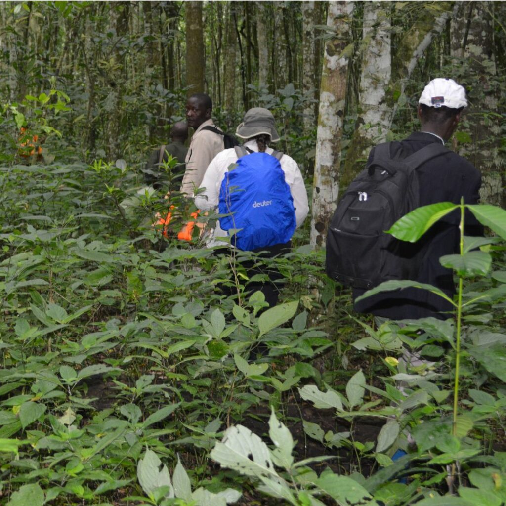 Team of people walking through tropical forest