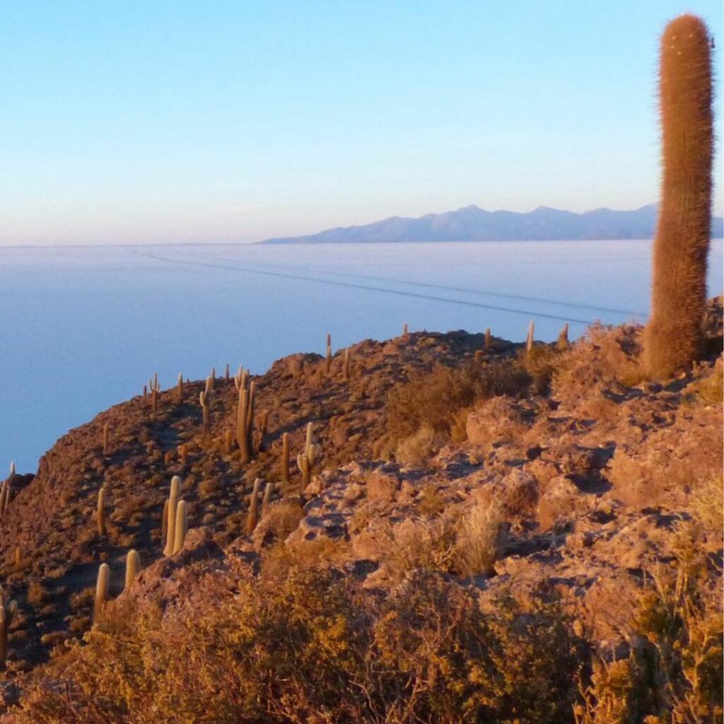 Cacti on coastal hillside