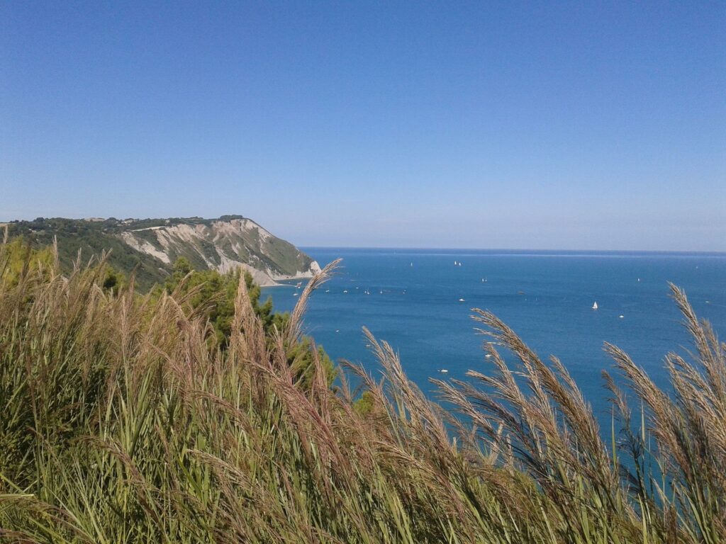Coast with cliffs and grasses