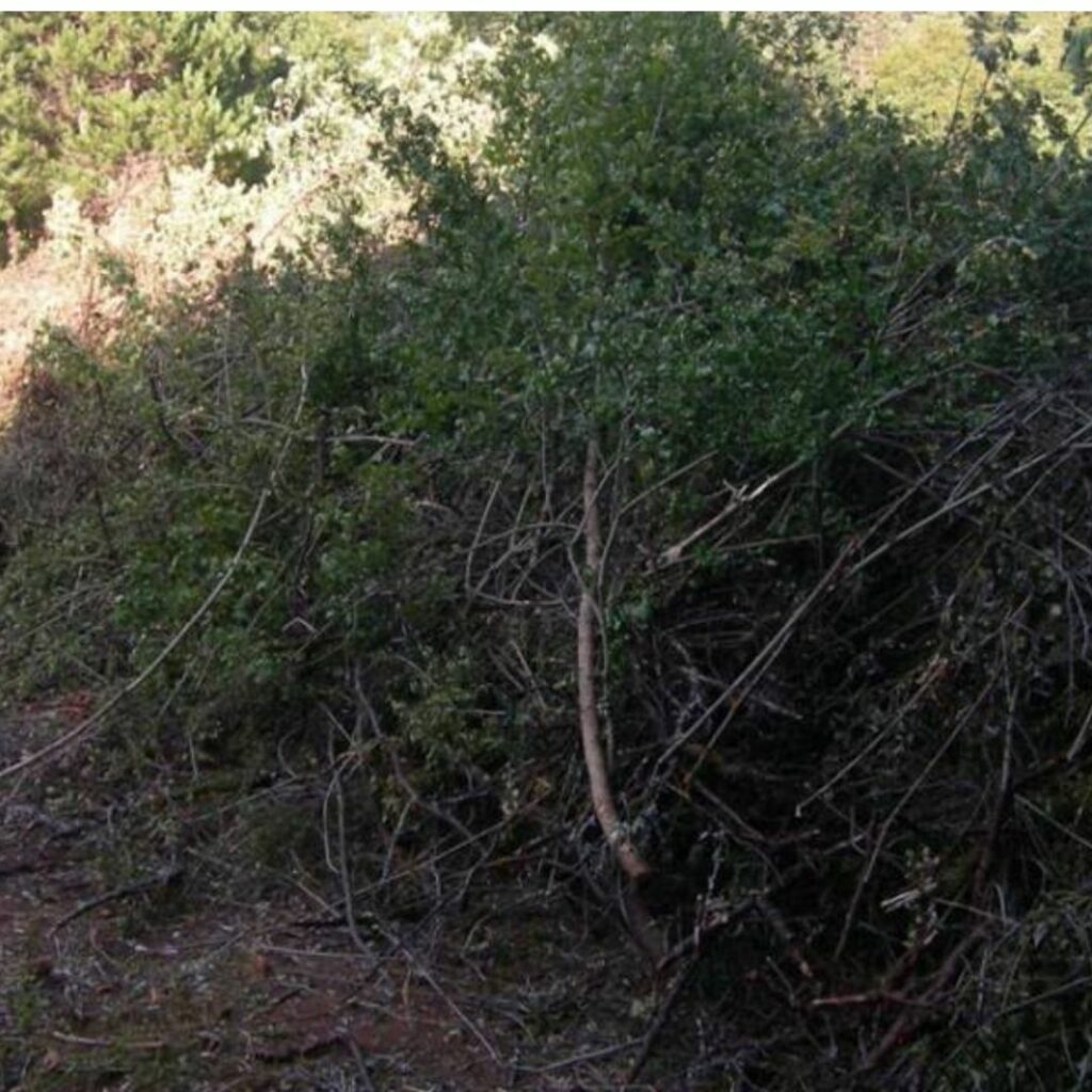 Cut tree branches on the ground