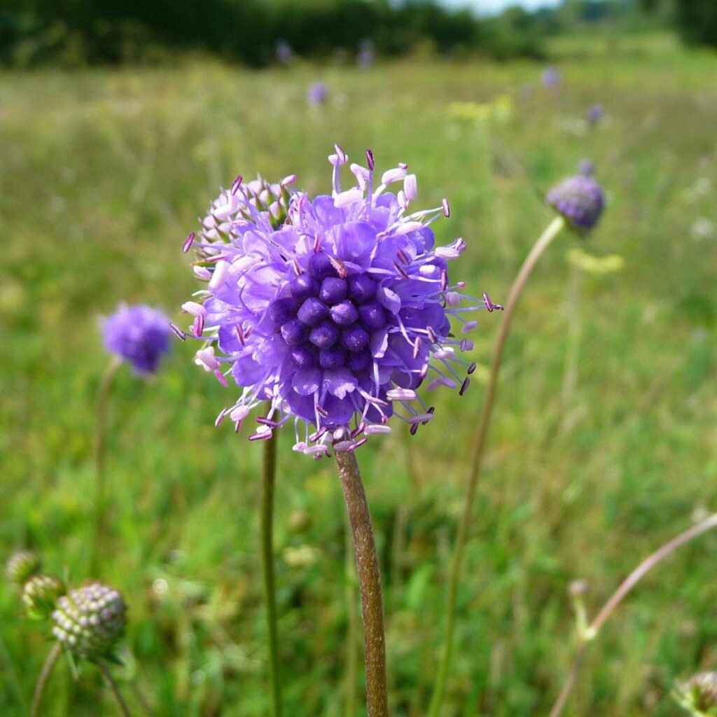 Blue flower in a meadow.