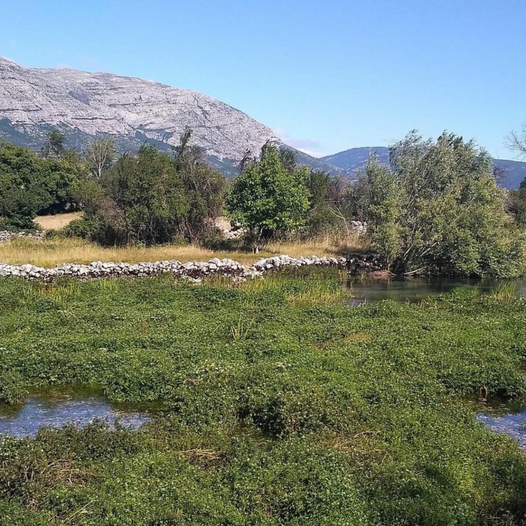 Mountains in background with wetland in foreground