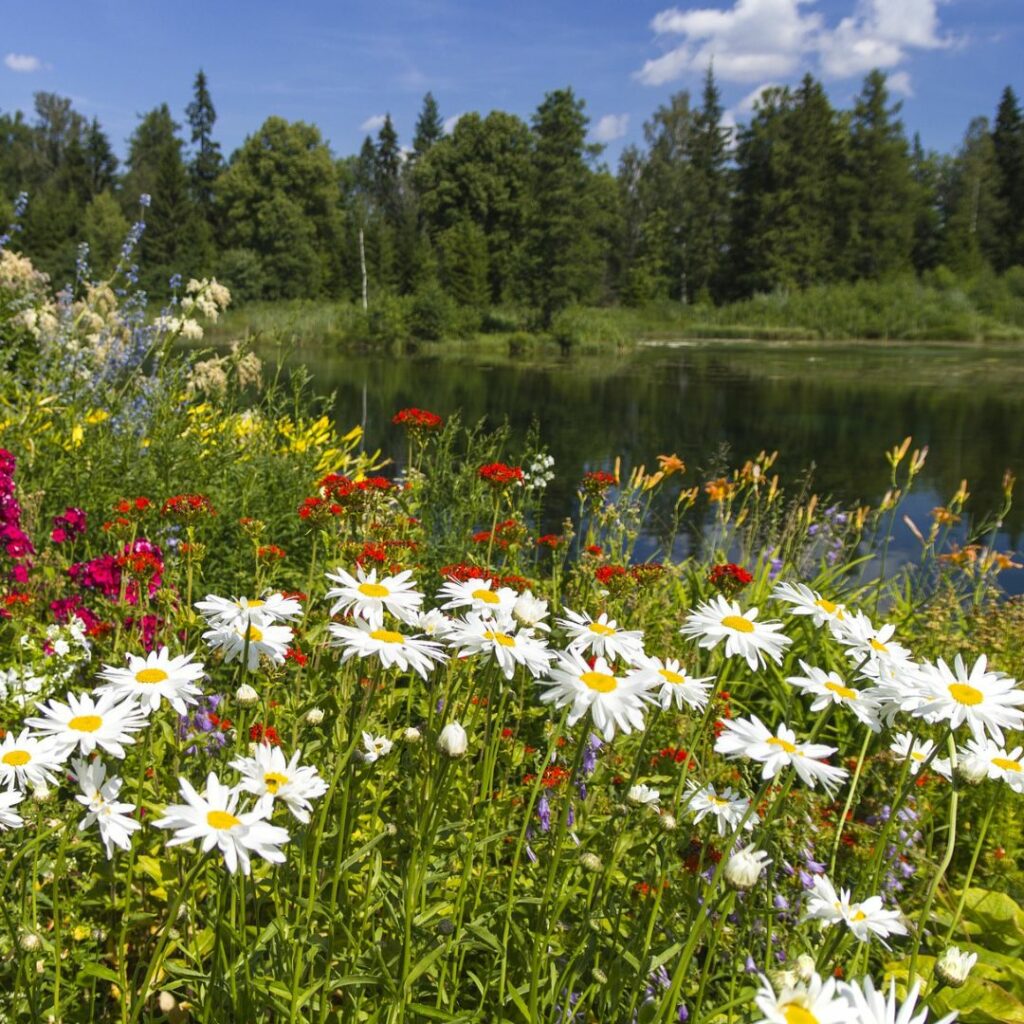 Meadow of wildflowers with water and forestry in background.