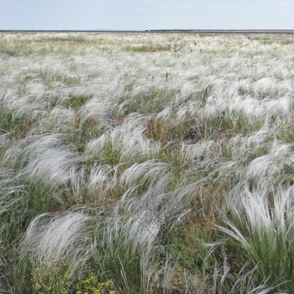 Feathery grassland