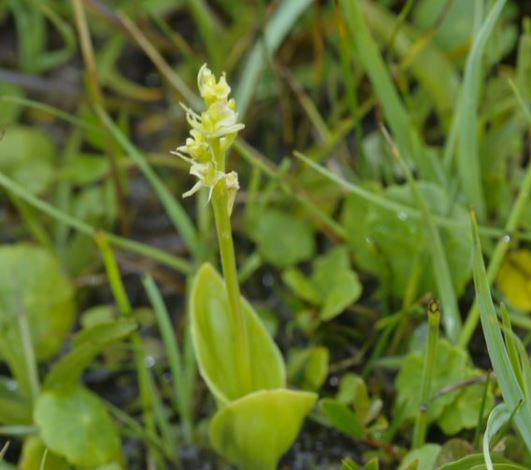 small yellow orchid flowers on a light green stalk