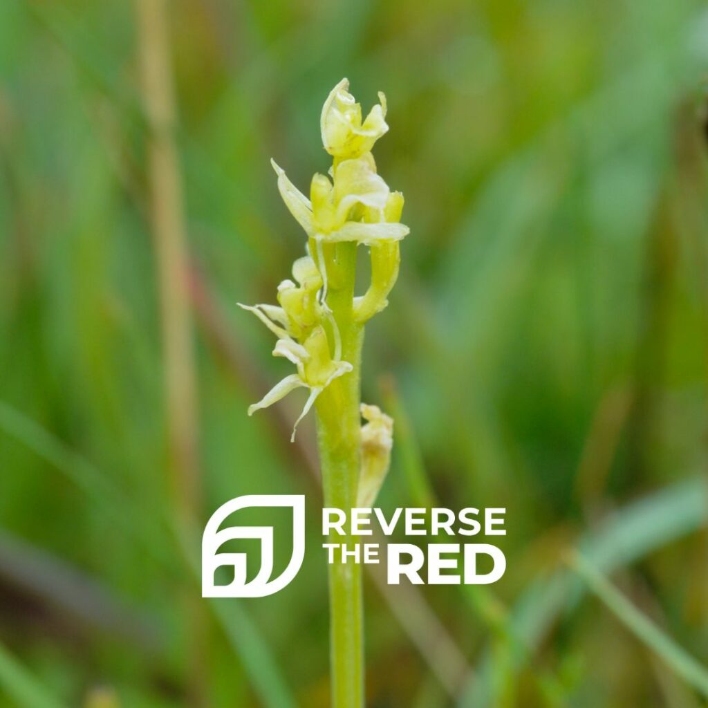 3 Mobile Apps to Identify Wildflowers on Your Phone Plantlife