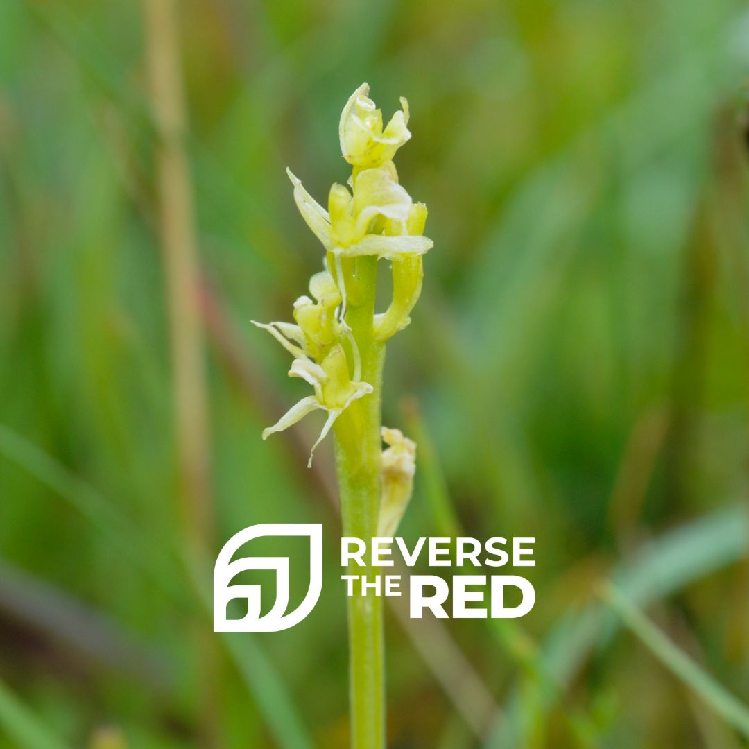 Where And When To See Wild Orchids In The UK Plantlife FenOrchidReverseTheRed 1