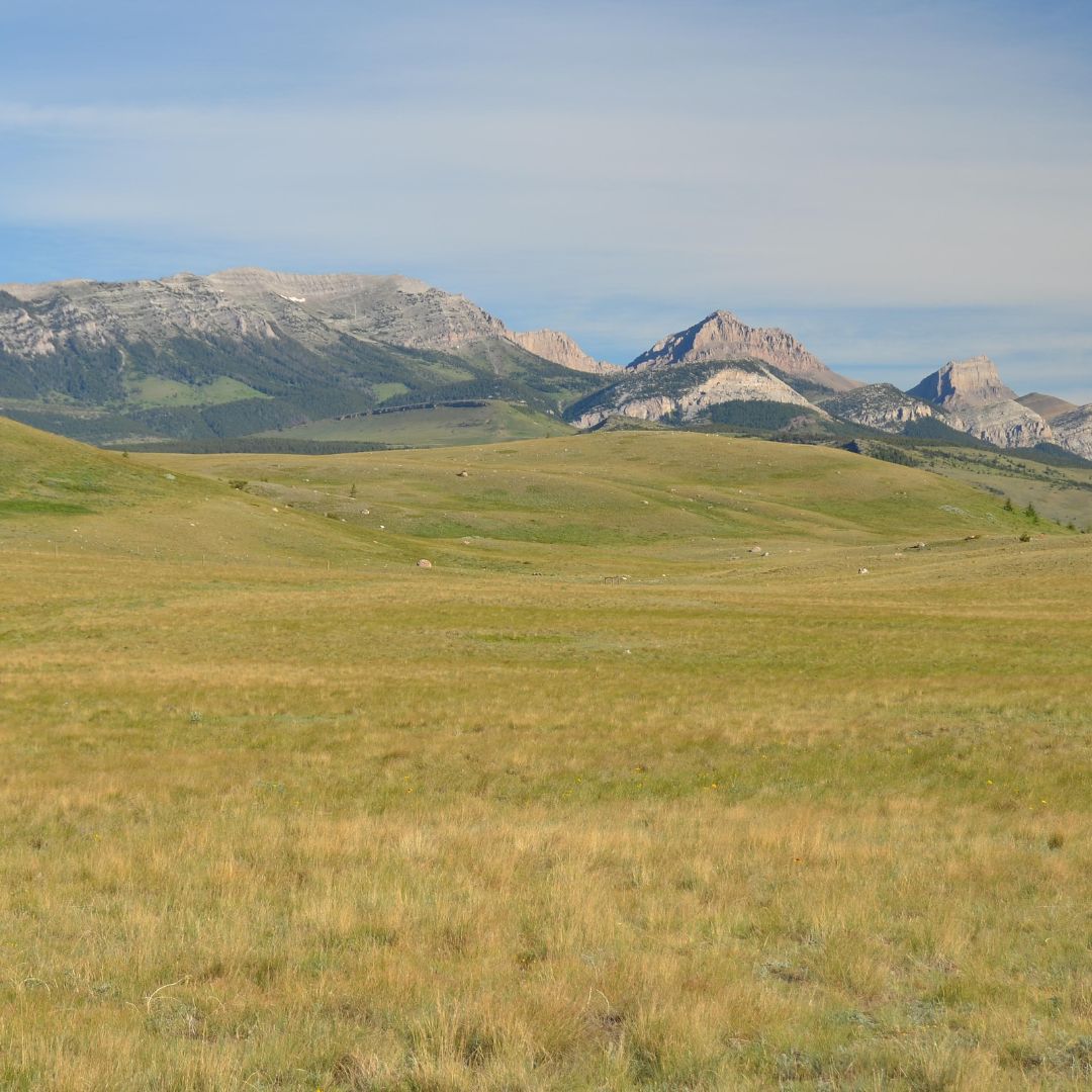 Important Plant Areas of Montana Plantlife