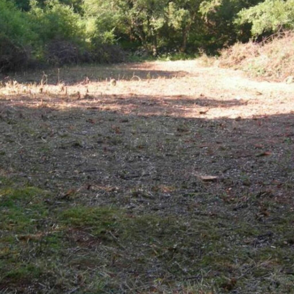 Land cleared of trees