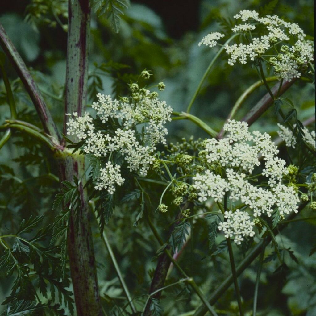 Hemlock flowerhead
