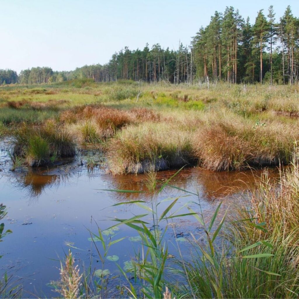Wetlands in the foreground with grassland and forestry inthe background