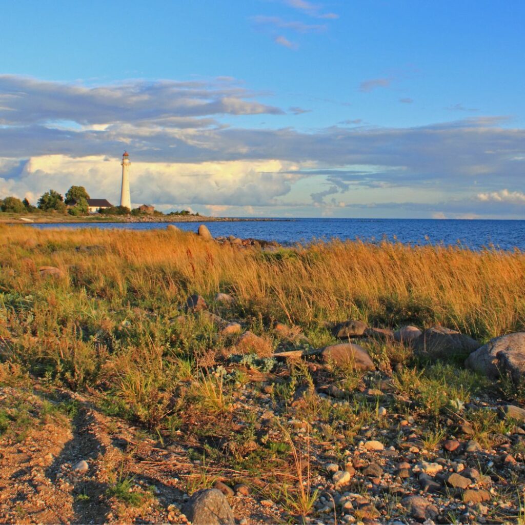 Habitat near the shoreline of island. Lighthouse in distance.