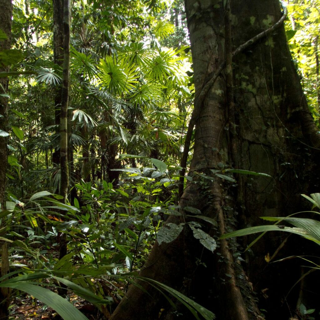 Ground level rainforest