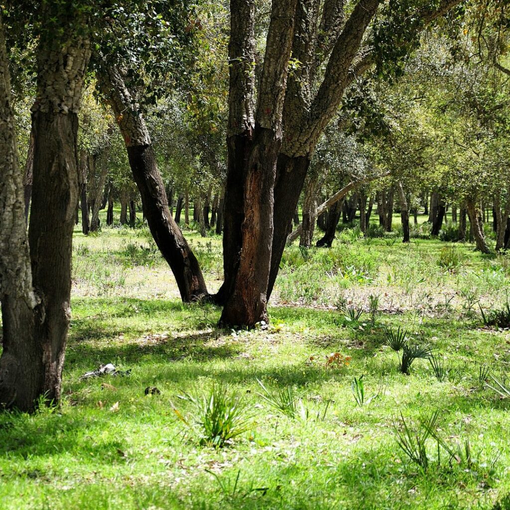 Wooded area