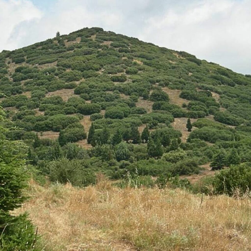 Hill with forestry