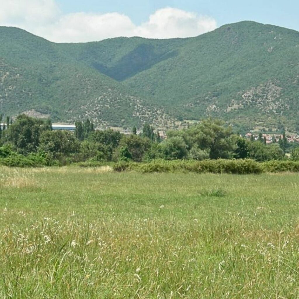 Grassland with forestry covered mountains in backgrdound