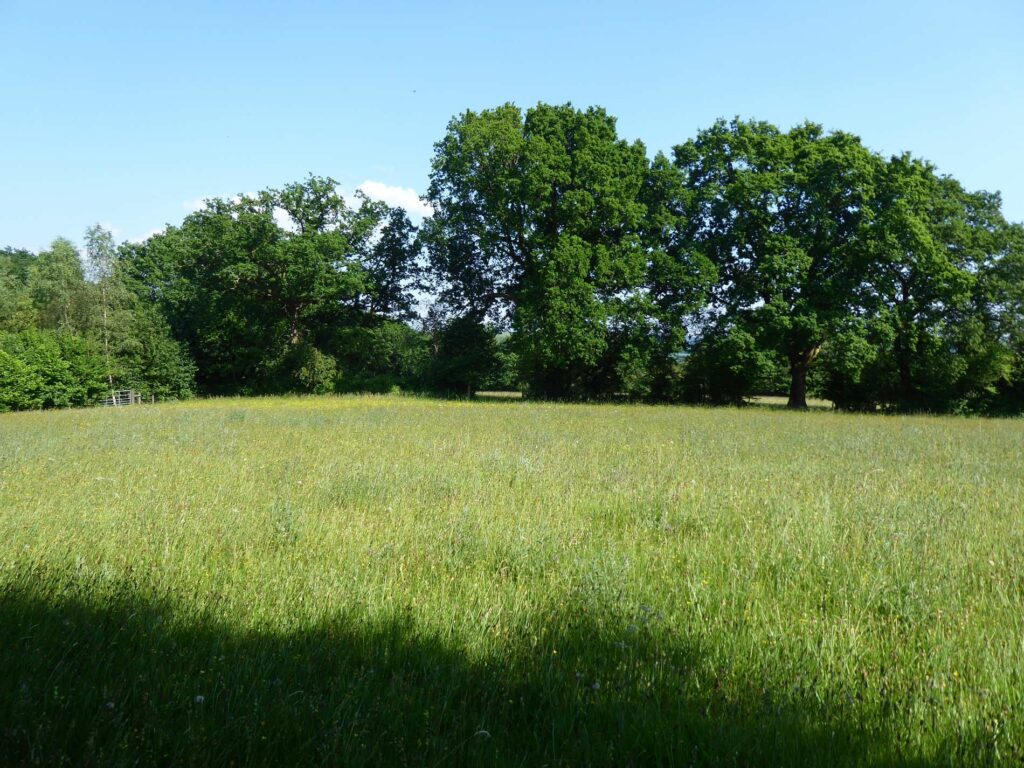 A meadow in Carmarthenshire with trees and a blue sky