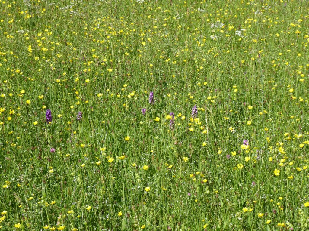 A field of buttercups