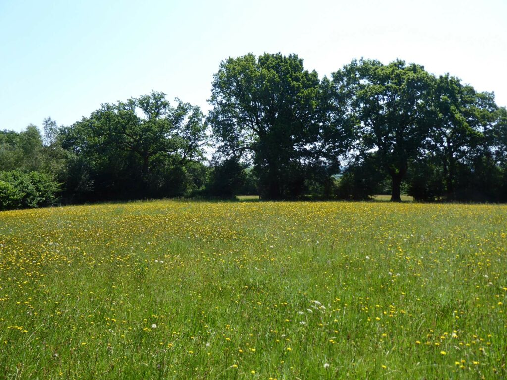 A meadow in Carmarthenshire with trees and a blue sky