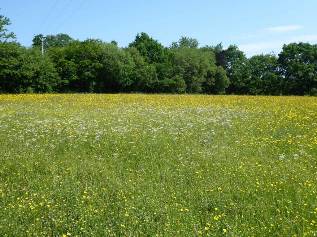 A meadow filled with wildflowers in Carmathenshire, Wales