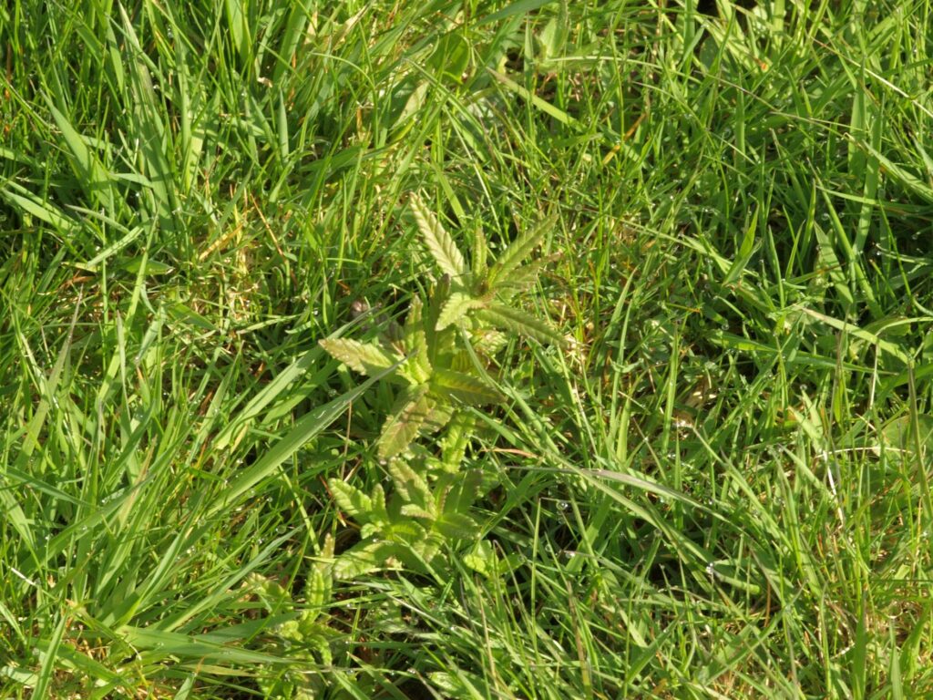 Yellow Rattle growing in grass