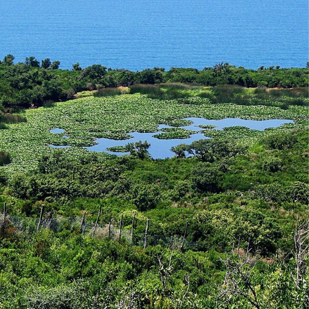 Wetlands