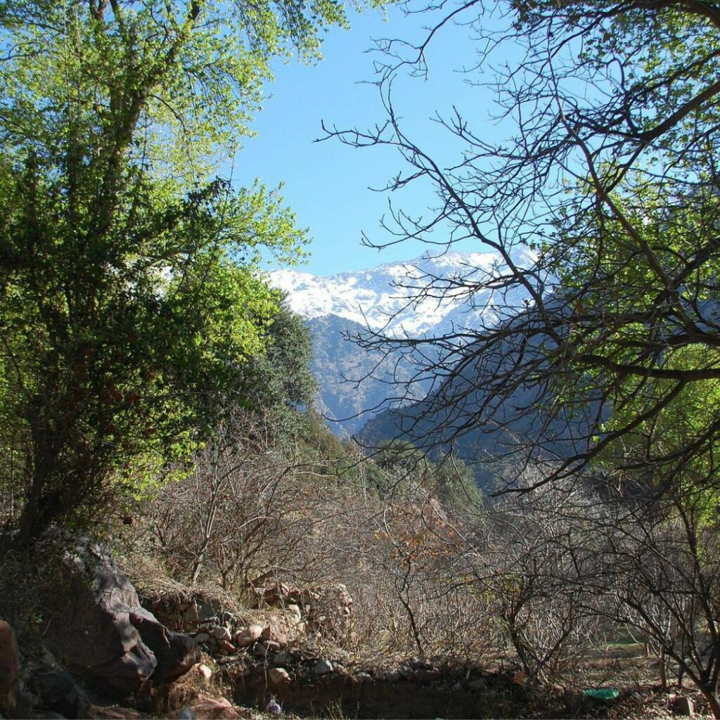 Tress in foreground with mountains in background