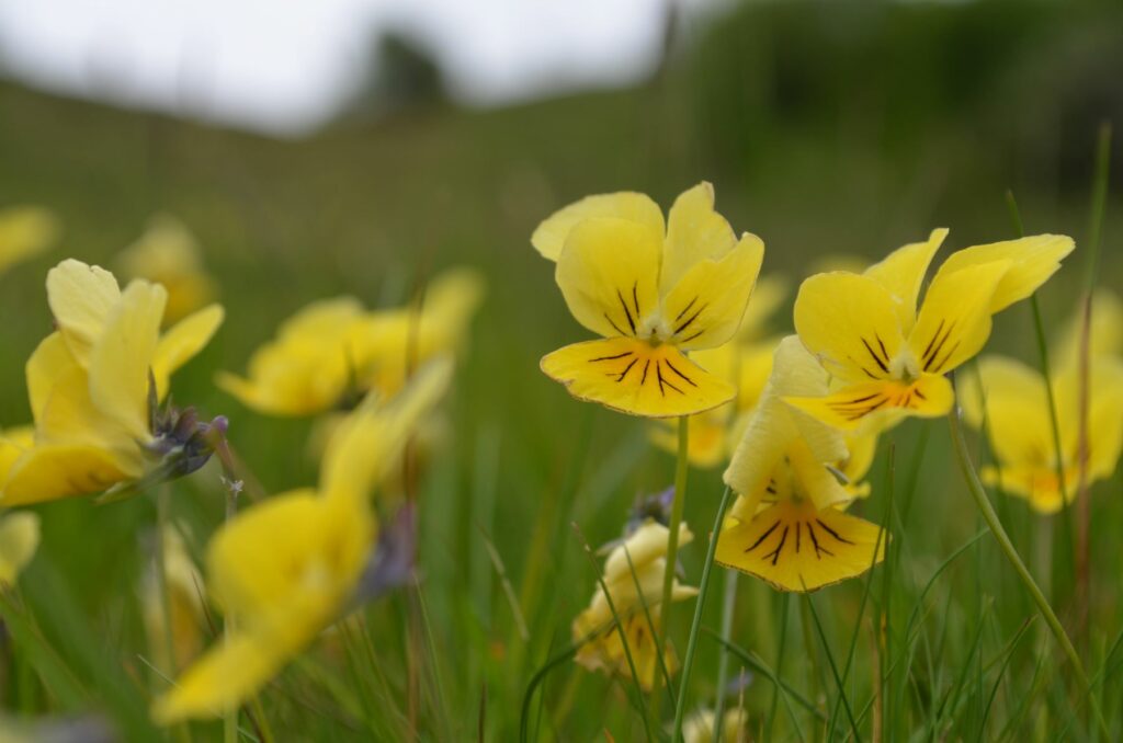 Mountain pansies in grass