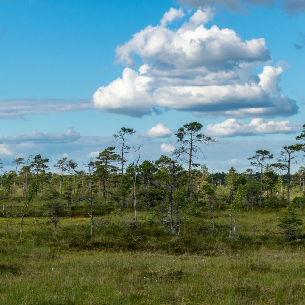 Grass land with tall trees in the background
