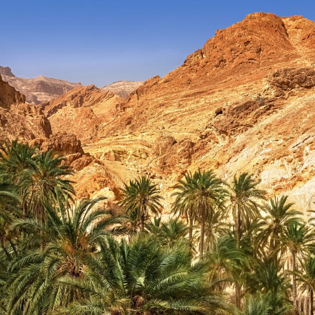 Arid rocks face in background with palm trees in fore