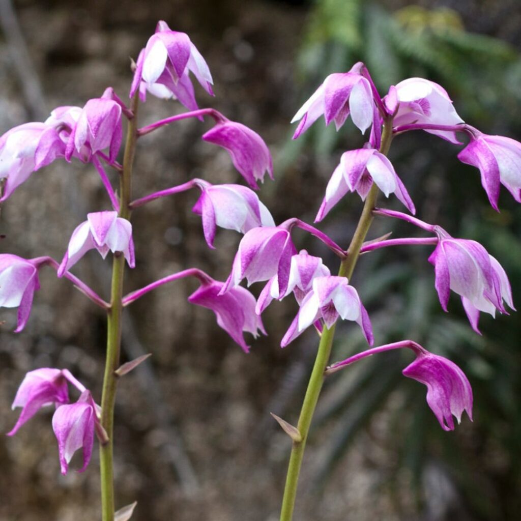 Long stemmed purple wild flowers