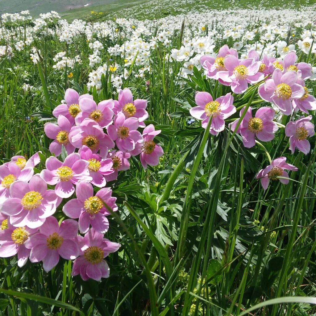 Pink flower petals with yellow centers in meadow