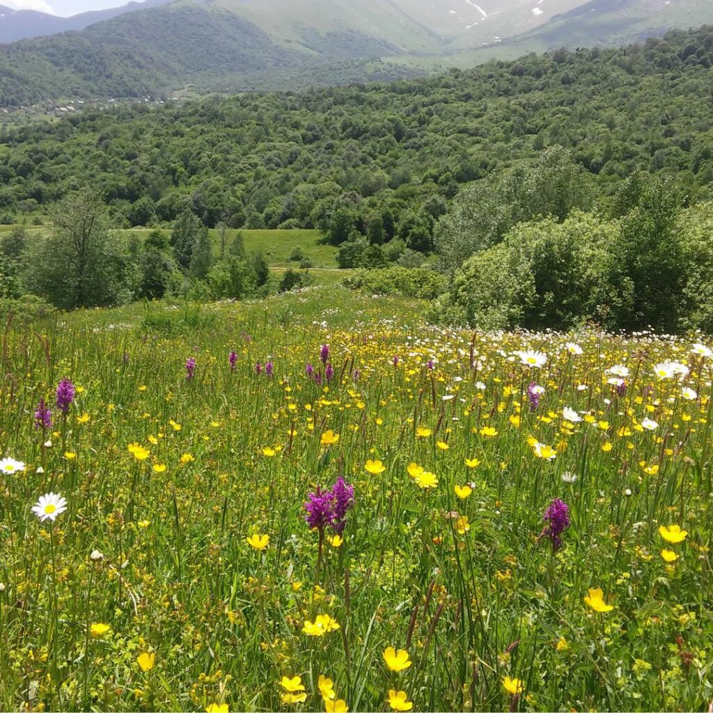 Wildflower meadow